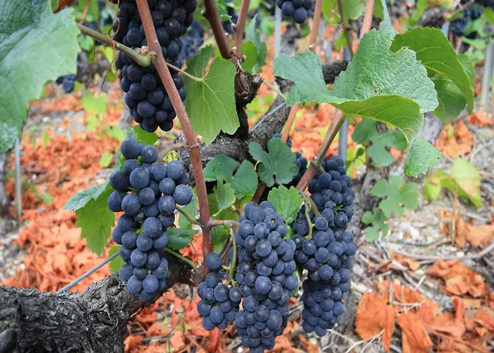 Alpesi faház Bright With Terrace *